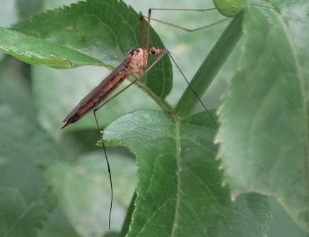   (Limonia nubeculosa),         .  