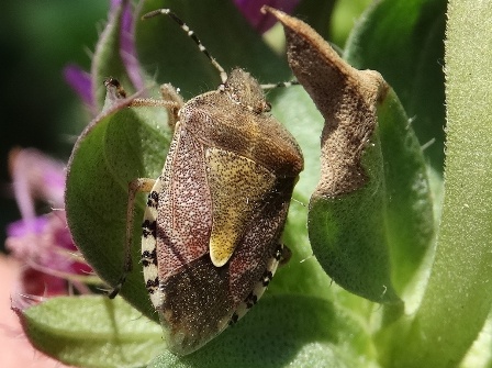   (Carpocoris purpureipennis)       .  