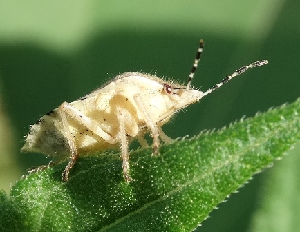   (Carpocoris purpureipennis)       .  