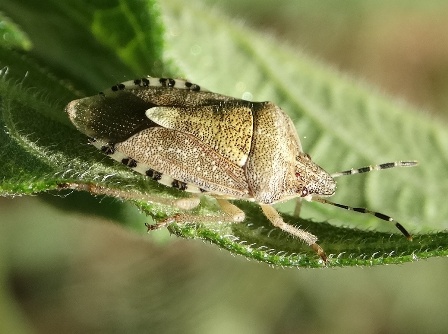   (Carpocoris purpureipennis)       .  