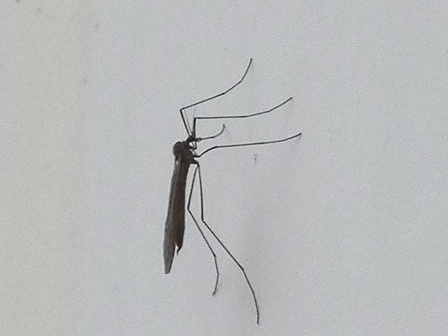   (Trichocera hiemalis)       .  