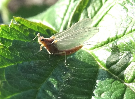   (Ephemeron dipterum),        .  