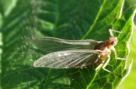   (Ephemeron dipterum),        .  