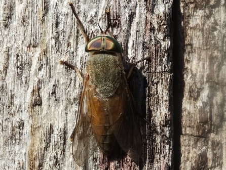   (Tabanus bovines)       .  