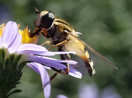   (Heliophilus trivittatus)       .  