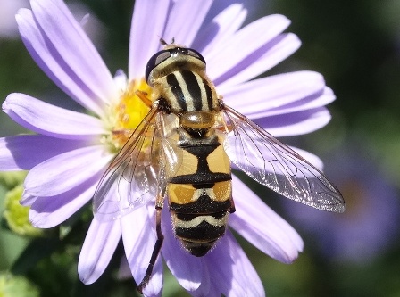   (Heliophilus trivittatus)       .  