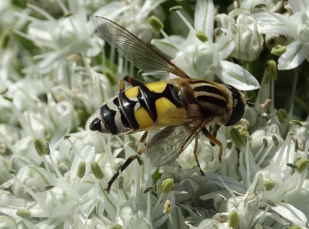   (Heliophilus trivittatus)       .  