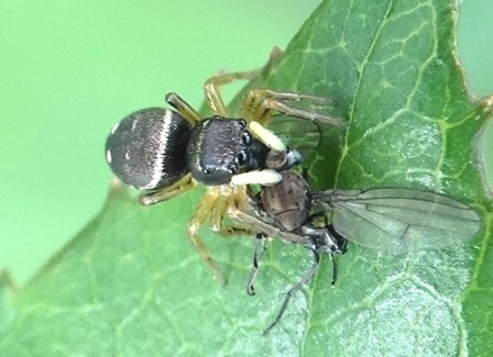   (Heliophanus cupreus)       .  