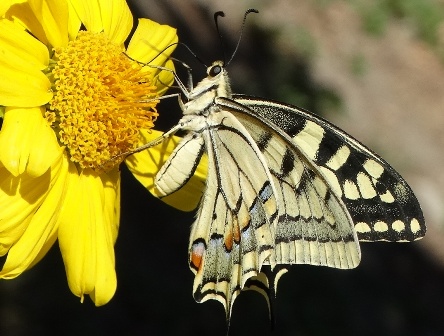   (Papilio machaon)       .  