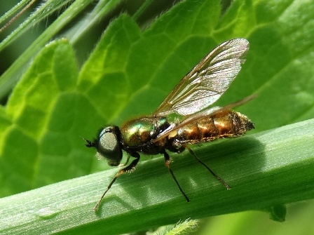   (Chloromyia Formosa)       .  