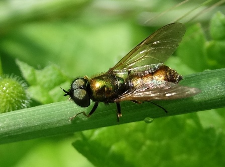   (Chloromyia Formosa)       .  