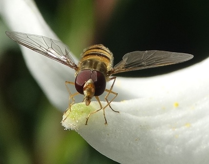   (Episyrphus balteatus),         .  