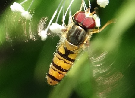   (Episyrphus balteatus),         .  