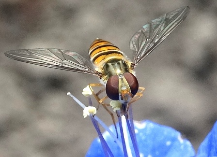   (Episyrphus balteatus),         .  