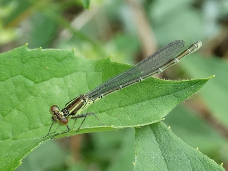   (Erythromma najas)       .  