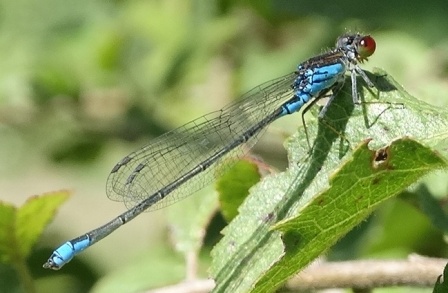   (Erythromma najas)       .  
