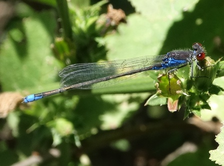   (Erythromma najas)       .  