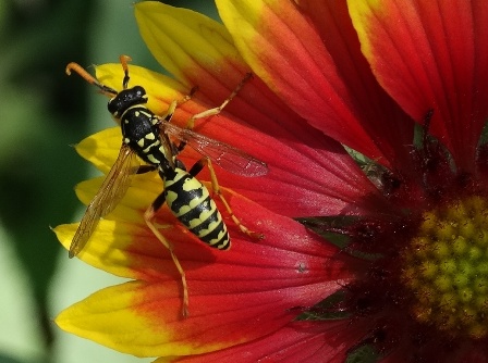  ,  ,   (Polistes gallicus)       .  