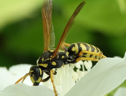  ,  ,   (Polistes gallicus)       .  