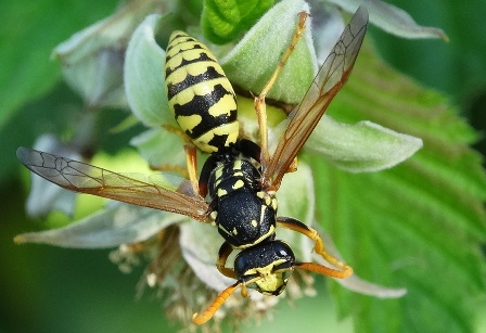  ,  ,   (Polistes gallicus)       .  