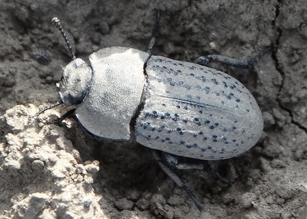   (Opatrum sabulosum),          .  