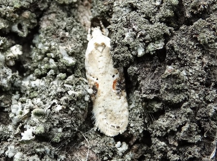    (Agonopterix alstromeriana)       .  