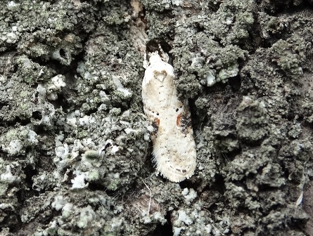    (Agonopterix alstromeriana)       .  