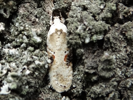    (Agonopterix alstromeriana)       .  