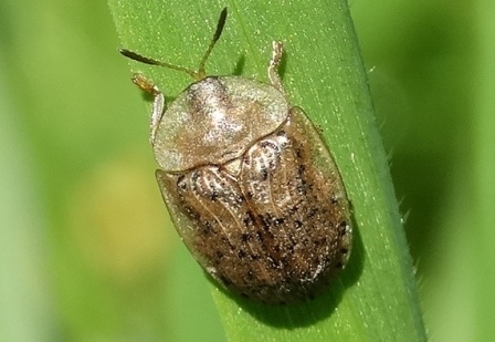   (Cassida nebulosa)       .  