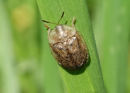   (Cassida nebulosa)       .  