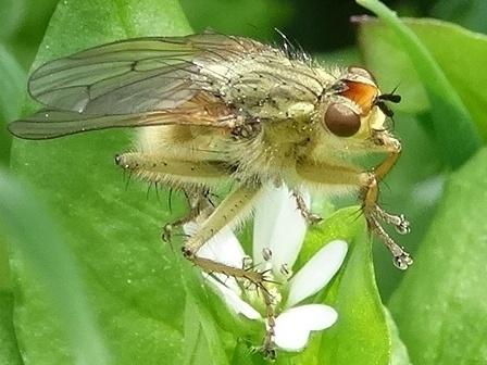   (Scatophaga stercoraria),  ,  ,         .  