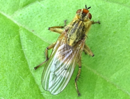   (Scatophaga stercoraria),  ,  ,         .  