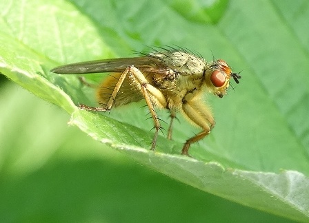   (Scatophaga stercoraria),  ,  ,         .  