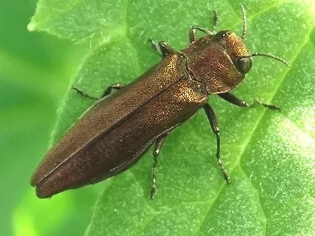    (Agrilus cuprescens)       .  