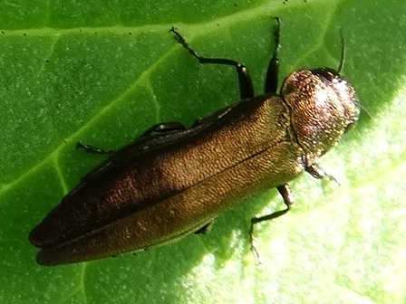    (Agrilus cuprescens)       .  