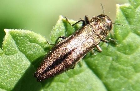    (Agrilus cuprescens)       .  