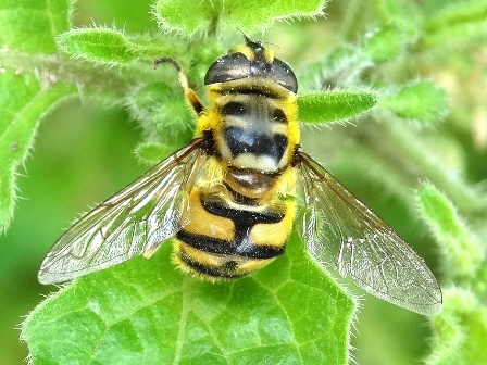  ,   (Myathropa florae)       .  