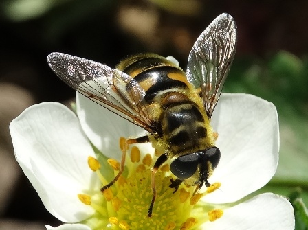  ,   (Myathropa florae)       .  