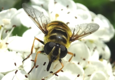  ,   (Myathropa florae)       .  