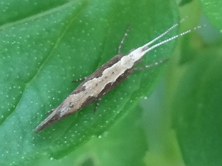   (Plutella xylostella)       .  