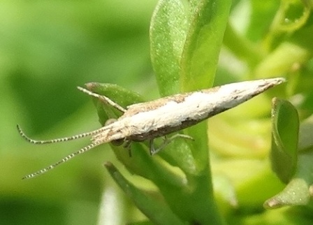   (Plutella xylostella)       .  