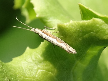   (Plutella xylostella)       .  