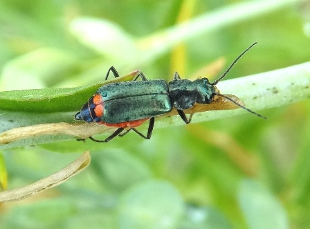   (Malachius bipustulatus)       .  