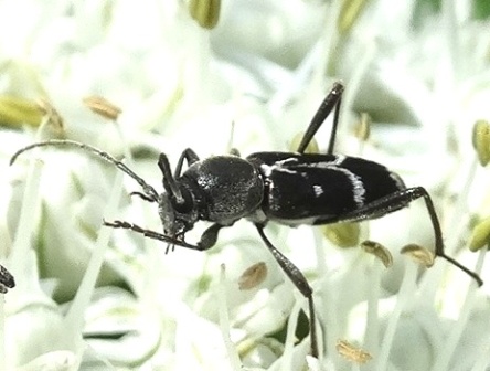   (Rhaphuma gracilipes)       .  