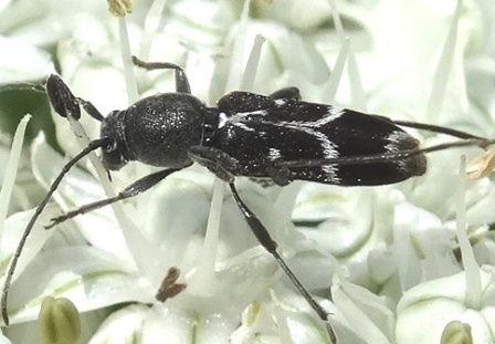   (Rhaphuma gracilipes)       .  