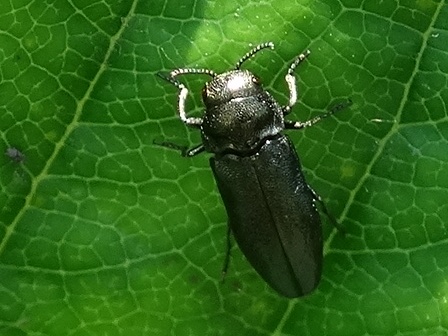   ()  (Agrilus viridis)       .  