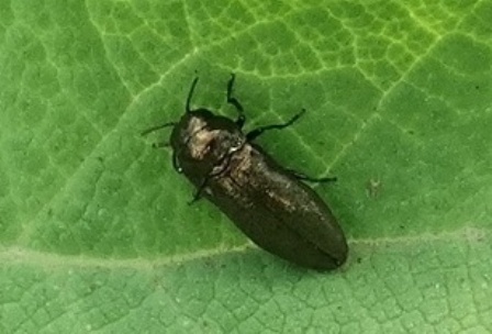   ()  (Agrilus viridis)       .  