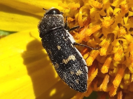  Acmaeoderella flavofasciata       .  