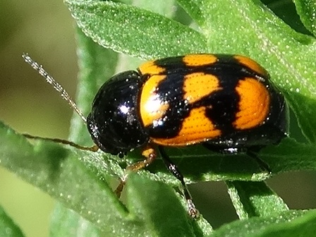   (Cryptocephalus octacosmus)       .  