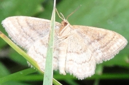    (Idaea aversata)       .  